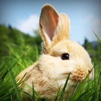 /album/emlochagen/photolia-a03-jpg/